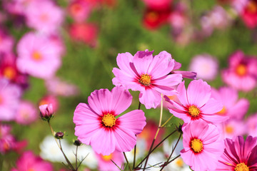 Obraz premium コスモス