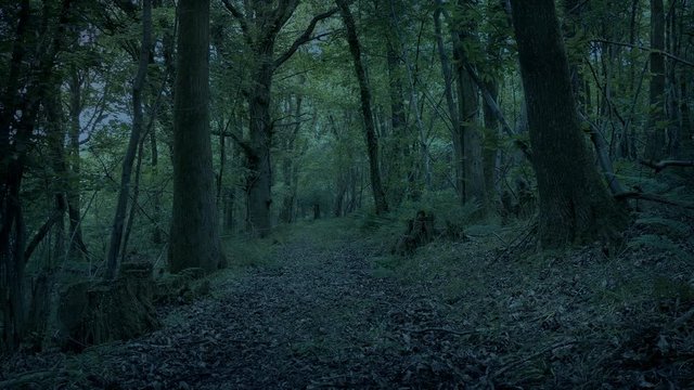 Moving Across Woodland Path In The Dark