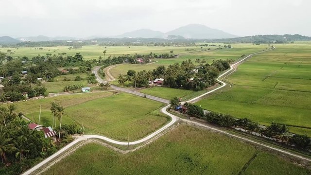 Aerial view green paddy field in Kubang Semang, Penang.