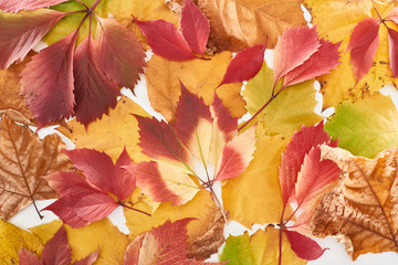 top view of colorful autumn leaves of wild grapes and maple isolated on white
