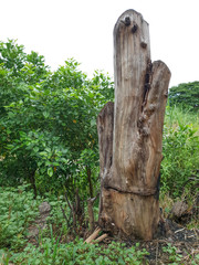 tree stump in the forest.