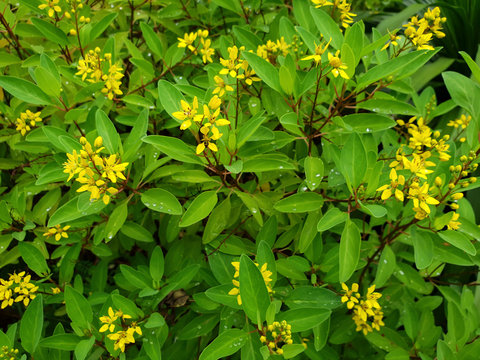 Yellow Galphimia, Gold Shower flower. (Thryallis glauca Kuntze)