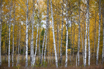 Fototapeta premium Birch Grove. Autumn landscape.