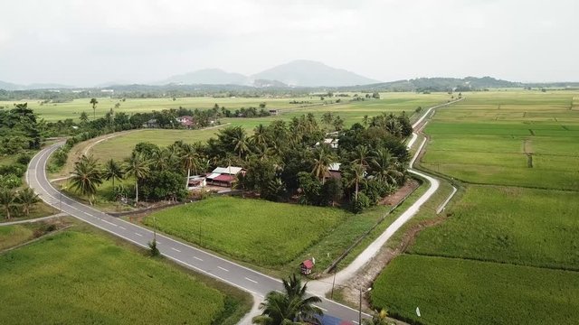 Aerial view Malays house surrounded by paddy field in Kubang Semang, Penang.