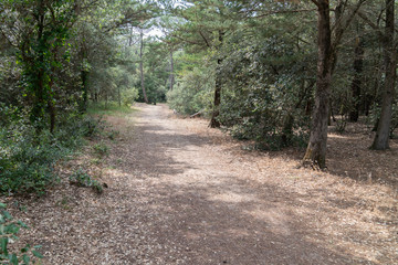 path in the forest of Vendée in France