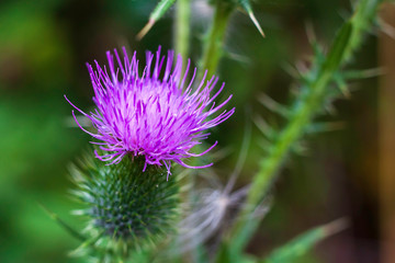 thistle flower