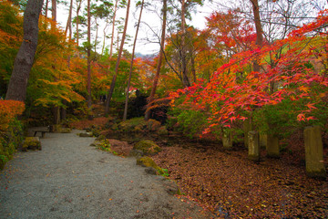 autumn leaves in japan,autumn in the park