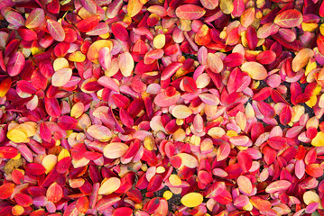 Colorful autumnal leaves on the ground background