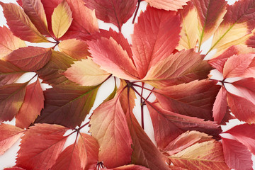 close up view of colorful red leaves of wild grapes isolated on white