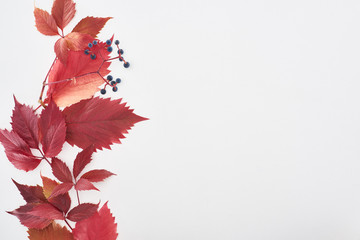 top view of wild grapes branch with red leaves and berries isolated on white with copy space