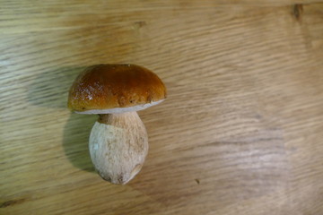 fresh mushrooms - cep or boletus but also penny bun or porcini