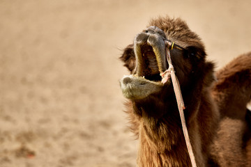Bactrian camel in the Gobi desert of Mongolia, beautiful closeup portrait