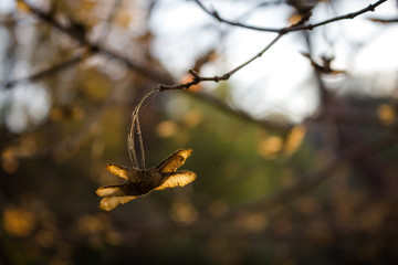 Close up of helicopter seeds on tree branch at sunset