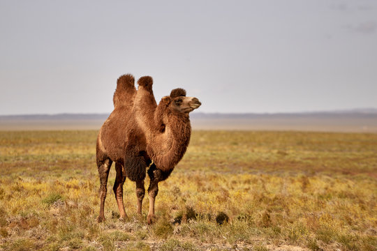 Bactrian camel in the Gobi desert of Mongolia, beautiful closeup portrait