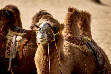 Bactrian camel in the Gobi desert of Mongolia, beautiful closeup portrait