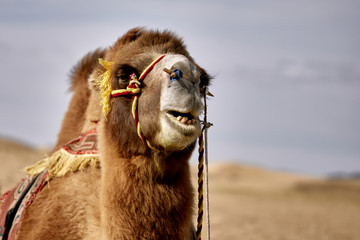 Bactrian camel in the Gobi desert of Mongolia, beautiful closeup portrait