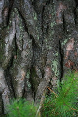  Pine bark and young pine needles