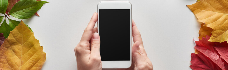 cropped view of woman holding smartphone near colorful autumn leaves on white surface