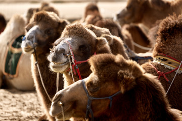 Bactrian camel in the Gobi desert of Mongolia, beautiful closeup portrait