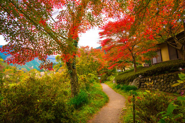 Naklejka premium colorful tree reflect with green water in pool in Japan in Autumn