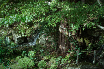 滋賀県、湖東三山の百済寺の境内の御神木と湧水が流れる風景