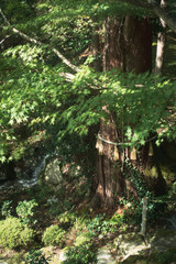滋賀県、湖東三山の百済寺の境内の御神木と湧水が流れる風景