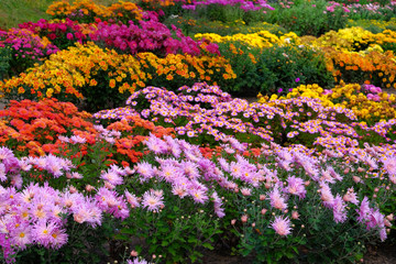 Purple, red and  orange chrysanthemum in gardening nursery and shop. Chrysanthemum wallpaper. Floral vibrant blooming background. Close up.