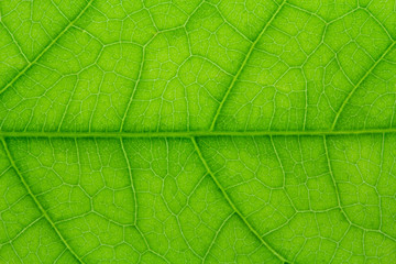 Naklejka na ściany i meble close up of Green leaf texture with leaf veins for background center focus