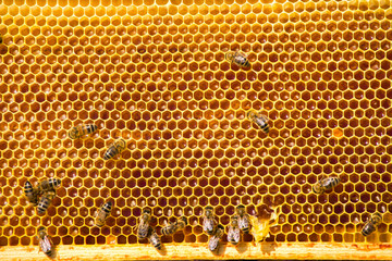bees work on honeycomb