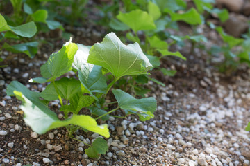 Fresh green leaf of mallow garden.