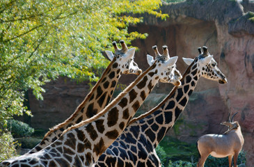 Giraffen