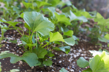 Fresh green leaf of mallow garden.