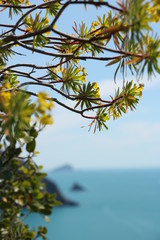 Flowered euphorbia bush against the background of the Cinque Terre sea.