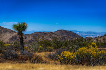 Joshua Tree