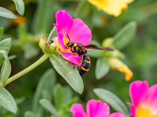 Parancistrocerus potter wasp in a flower garden 2