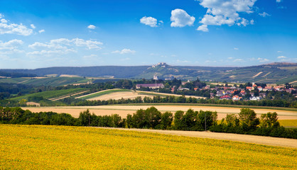 Obraz premium Field with blossoming sunflowers under the blue sky, Slovakia