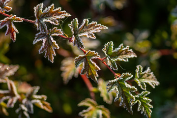 Hairy green leaves of garden plants, close view 