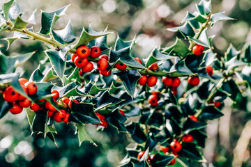 Beautifully lit branches of holly with red berries - Powered by Adobe