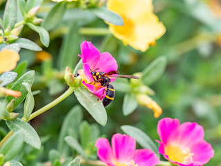 Fototapeta na wymiar Parancistrocerus potter wasp in a flower garden 7