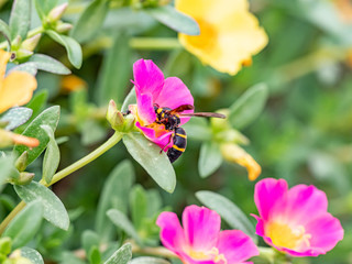 Parancistrocerus potter wasp in a flower garden 4