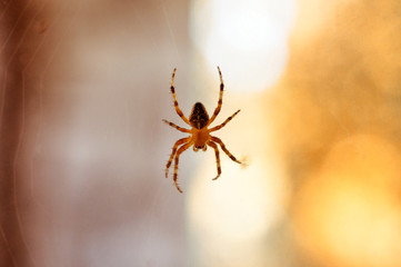 Close-up of a spider on glass against the backdrop of the setting sun,macro