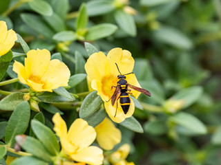 Parancistrocerus potter wasp in a flower garden 10