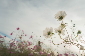 コスモス畑と人影