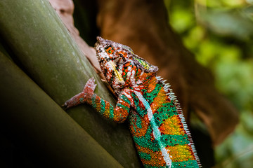 Chameleons