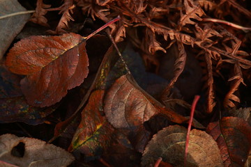 Fallen autumn leaves close-up lie on the ground