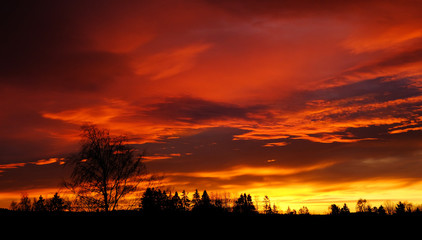 Trees and clouds at sunrise, Drobak, Norway