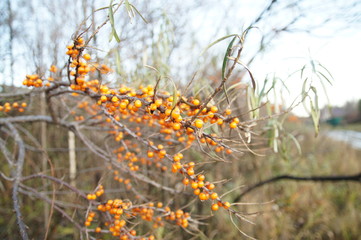 sea buckthorn 1