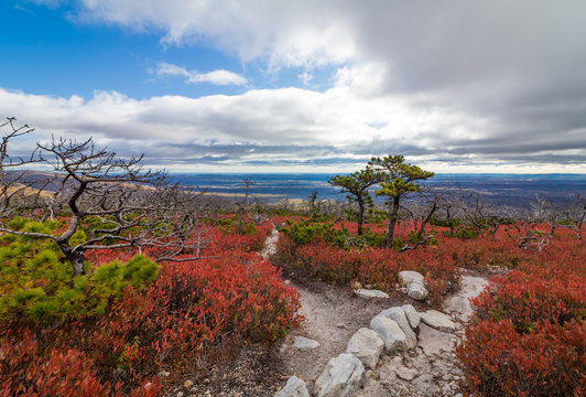 Dwarf Pine Trees And Charred Remains Dot Miles Of Crimson Red Huckleberry Bushes At Sam's Point, Cragsmoor, NY, On A Sunny Autumn Day