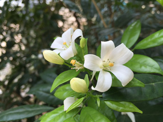White tropical flowers against green background