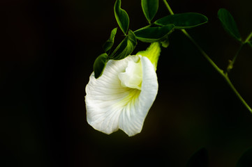 Single clitoria ternetia flower against black background